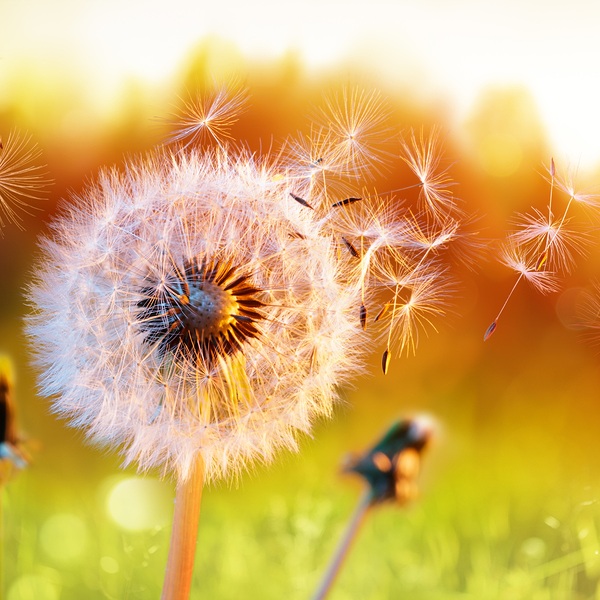 Dandelion seeds blowing in the breeze.