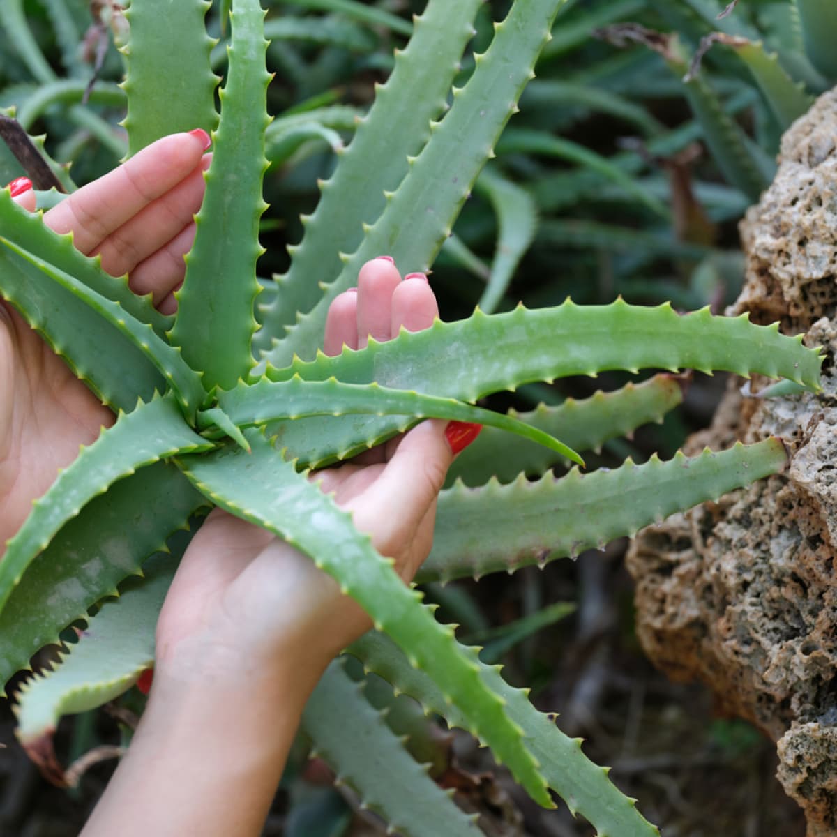 Aloe vera plant. 