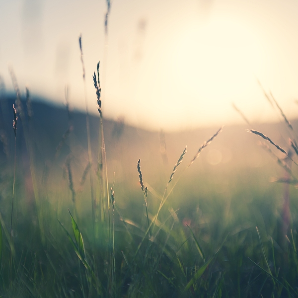 Wild grass in the mountains at sunset.