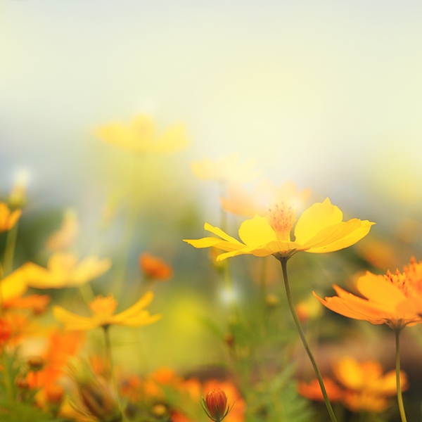 Close up of beautiful yellow flowers against an out of focus natural outdoor landscape background.