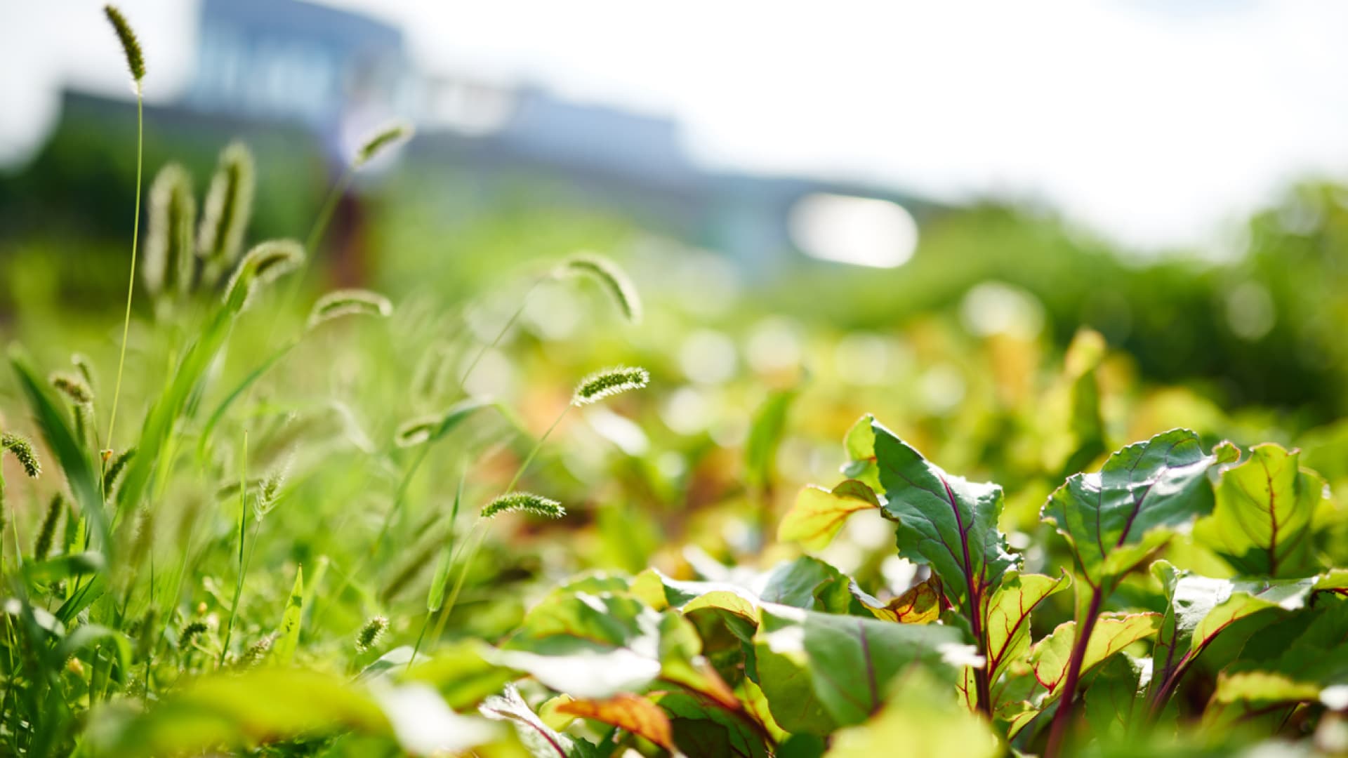 A vegetable garden in the sun with an out of focus field in the background.