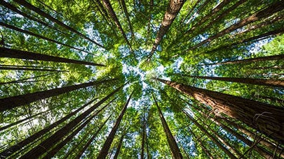 aerial-view-trees